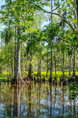 Cypress swamp in Lake Fausse Pointe State Park, scenic landscape, Atchafalaya basin, South Louisiana