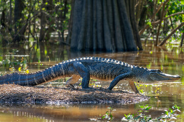 Close up side view an alligator walking in a swamp, Atchafalaya basin wildlife, South Louisiana