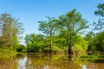 Cypress swamp scenic landscape in Atchafalaya basin, South Louisiana