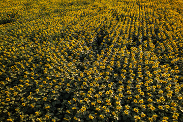 Aerial view of a sea of vibrant sunflowers stretches to the horizon, their golden heads tilted toward the sun, creating an endless carpet of summer warmth, Sonzay, Centre-Val de Loire, France.