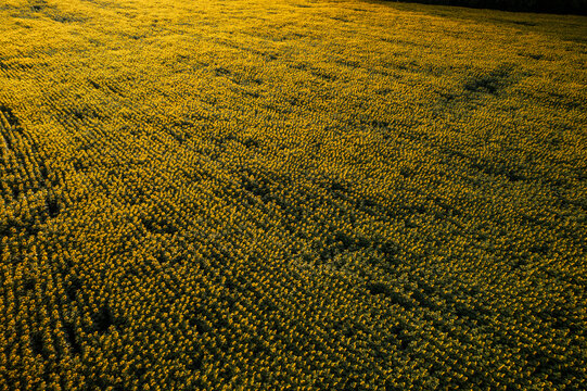 Aerial view of a sun-drenched sea of golden sunflowers stretching into the horizon, their vibrant yellow heads creating a mesmerizing pattern, Sonzay, Centre-Val de Loire, France.