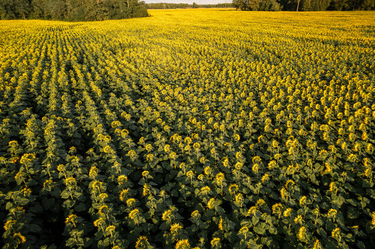 Aerial view of a vibrant tapestry of sunflowers stretching towards the horizon, their golden heads a stark contrast against the verdant foliage, Sonzay, Centre-Val de Loire, France.