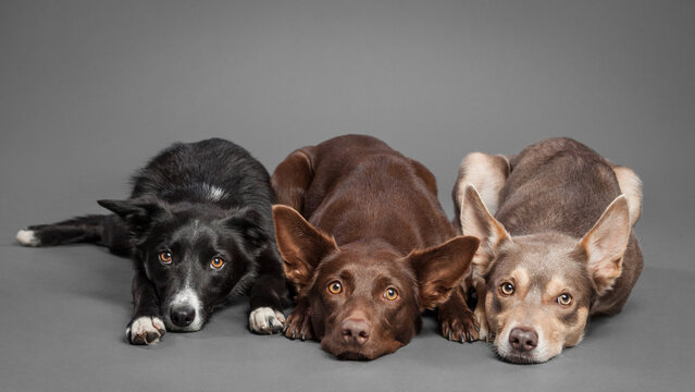 group of three border collie kelpie type dogs laying next to each other in the studio on a grey background
