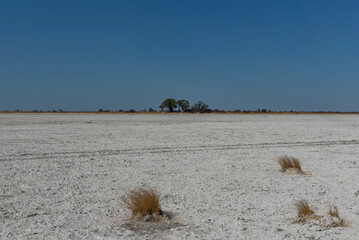 Salt pan of Nxai Pan National Park, Botswana