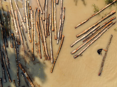 Aerial view of logs floating in the murky water, creating a striking contrast with the surrounding trees, Bagerhat, Khulna Division, Bangladesh.