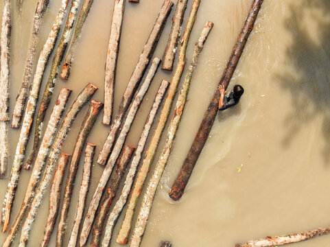 Aerial view of logs floating in muddy waters, with a dark figure clinging to a log, creating a striking contrast, Bagerhat, Khulna Division, Bangladesh.