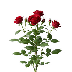 Obraz premium Red roses bouquet on white background
