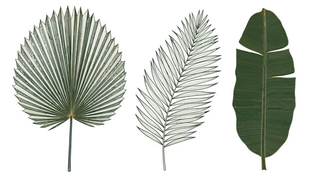 Sophisticated fine line tropical vector elements with detailed Fan Palm, Areca, and banana leaves