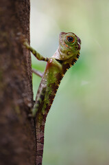 Pretty Borneo lizard hanging on a a tree