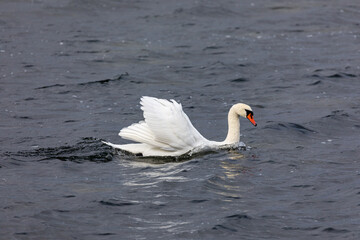 Obraz premium Schwimmender Schwan, Höckerschwan.