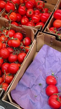 ripe red vine tomatoes in cardboard crates, farmworker loading layered cartons, dense cluster of glossy fruits, market backroom