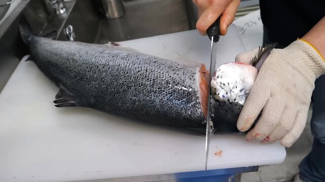 A skilled individual wearing protective gloves meticulously processes a substantial fresh fish, carefully separating its flesh from the bones on a pristine white surface, preparing it for cooking or