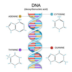 DNA structure. Chemical structural formula and model of Guanine, Cytosine, Thymine, and Adenine molecules.