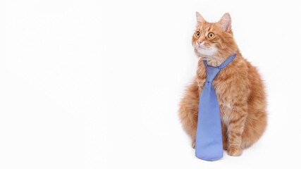 Ginger cat wearing a blue necktie, sitting on a white background with copy space. Funny business pet portrait for advertising, branding, marketing and modern design