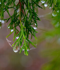 Water droplets from condensed fog clinging to pine needles and strands of spider silk