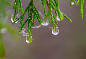 Water droplets from condensed fog clinging to pine needles and strands of spider silk