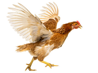 Fototapeta premium Dynamic hen captured midflight with wings spread wide, showcasing feathers and motion for agricultural and wildlife concepts.