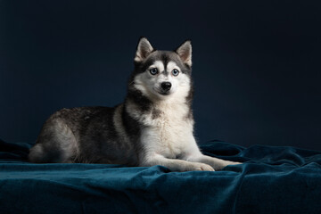 Pretty pomsky dog on a velvet underground and a dark blue background