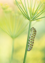 Caterpillar of a swallowtail climibing up the stem of a vennel plant