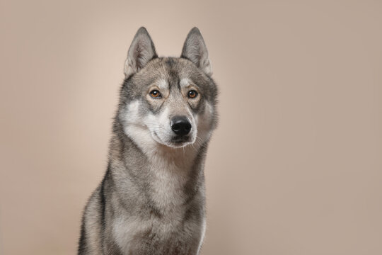 Siberian husky dog looking at the camera on a creme coloured background with space for copy