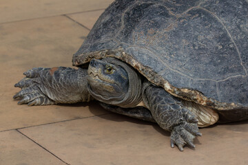 Closeup portrat of Yellow-headed temple turtle (Heosemys annandalii), just outside temple gates in Bang Pu, southeast of Bangkok, Thailand. 
