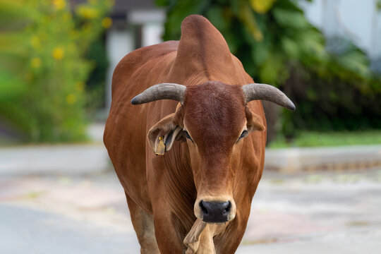 Red Brahman bull walking towards camera, southeast of Bangkok, Thailand. Originating from Bos indicus cattle from India. 
