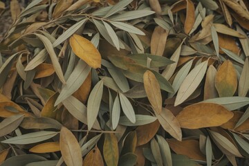 withered olive leaves that have fallen during autumn
