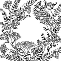 Yarrow Branch with Flowers and Leaves Outline Frame. Vector isolated for design or decoration. © cuttlefish84