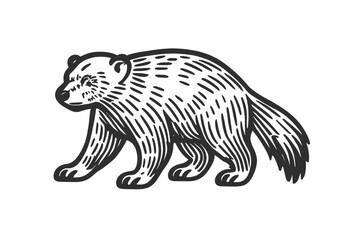 Fierce wolverine mammal walking in vintage woodcut engraving style isolated