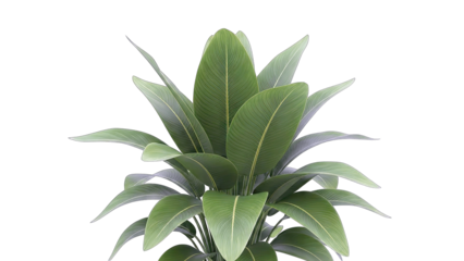 Green Plant with Large Leaves Isolated on White Background