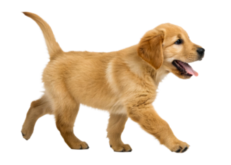 Adorable golden retriever puppy walking happily with tongue out, perfect for pet care, animal adoption, and cheerful animalthemed projects.