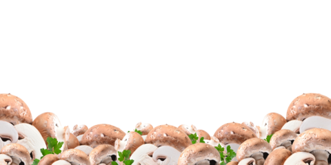Fresh mushrooms isolated on a white background