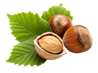 Fresh organic hazelnuts with green leaves showcasing a natural healthy food ingredient for healthy eating and culinary uses