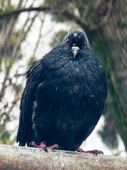 Dark urban pigeon with intense staring red eyes