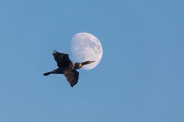 Vor Mond fliegender Kormoran.