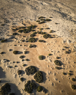 Aerial view of the arid landscape dotted with resilient green shrubs, painting a stark contrast against the sandy terrain, Fuerteventura, Canary Islands, Spain.