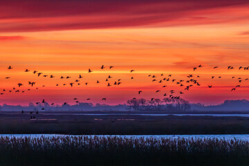Fliegende Gänse vor Sonnenaufgang am Bodden vor Zingst. © Karl