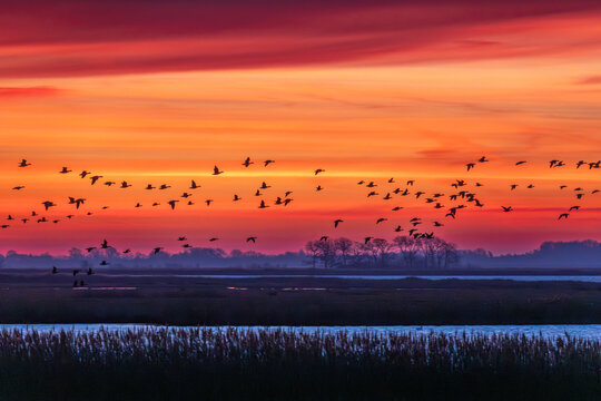 Fliegende G&auml;nse vor Sonnenaufgang am Bodden vor Zingst.