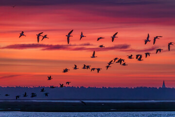 Fliegende Nonnenänse vor Sonnenaufgang am Bodden vor Zingst. © Karl