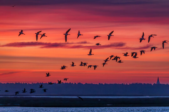 Fliegende Nonnen&auml;nse vor Sonnenaufgang am Bodden vor Zingst.