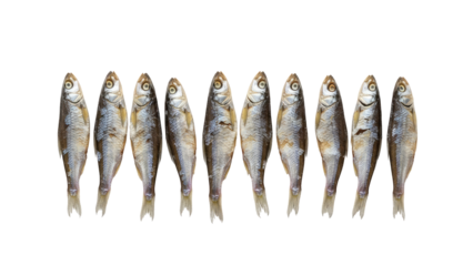 Ten Silver Fish Lined Up in a Row on White Background Still Life