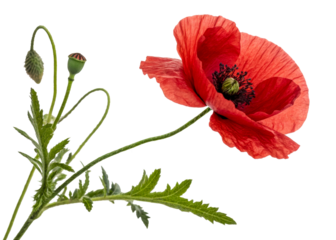 Vibrant red poppy in bloom with delicate unopened buds and seed pod on a white background, perfect for spring and summer themes.