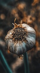 Close-Up of Harvested Garlic Bulb with Green Stems in Field.