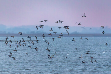 Fliegende Stockenten am Bodden vor Zingst. © Karl