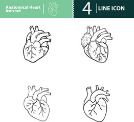 heart, anatomy, cardiac, organ, medical, healthcare, biology, human, circulatory, artery,