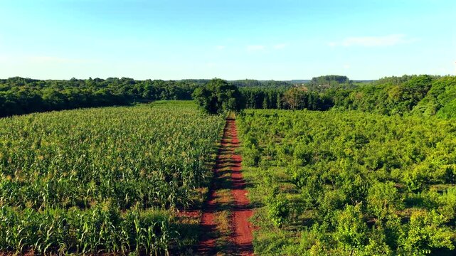 Drone dolly along dirt road path between farmland, aligned rows of corn and yerba mate under bright skies