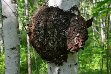 a close up of Wild Chaga Mushroom on a Birch Tree Trunk