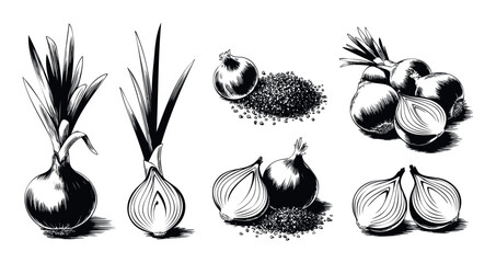 Black and white ink drawings of various onions and onion seeds, perfect for culinary and agricultural themes, food blogs, and recipe publications.