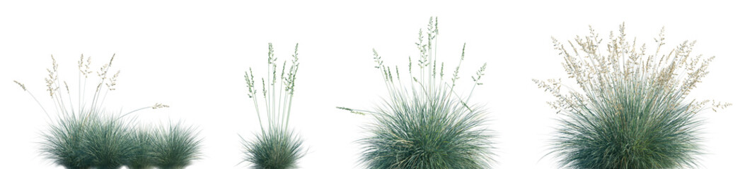 Obraz premium Set of Festuca glauca (commonly known as blue fescue) isolated frontal png on a transparent background perfectly cutout