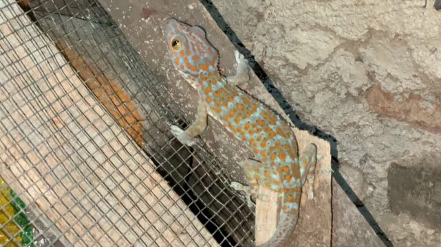 Close up of a tokay gecko with orange spots crawling on a wooden surface at night.